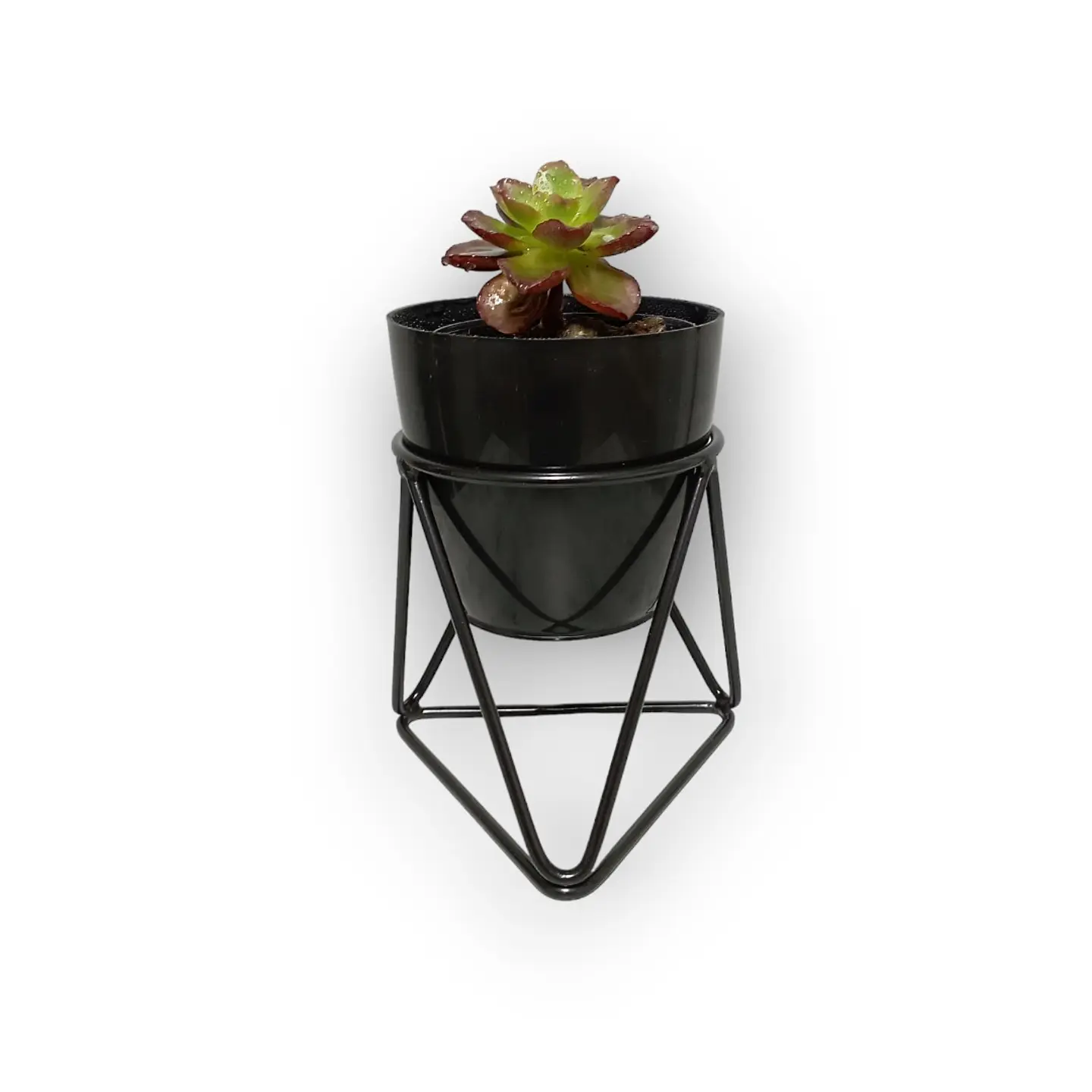 Mini Acamar 8