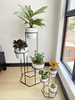 Combo Dumar: Soporte Premium para Plantas de Piso y Escritorio - Miniatura 2