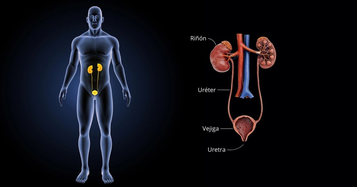 Sistema Urinario y Reproductor
