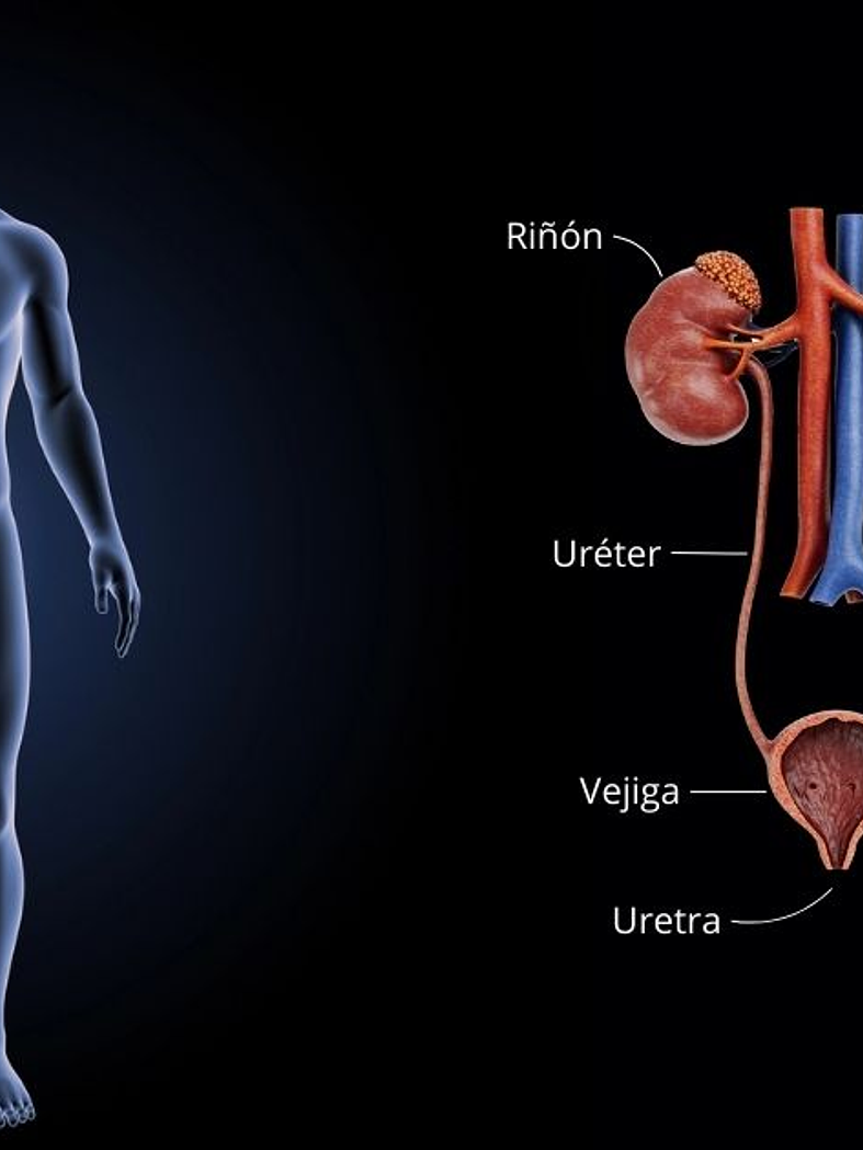 Sistema Urinario y Reproductor