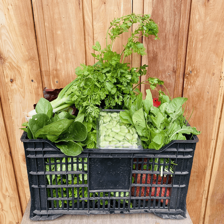 Canasta Semanal de Temporada 1