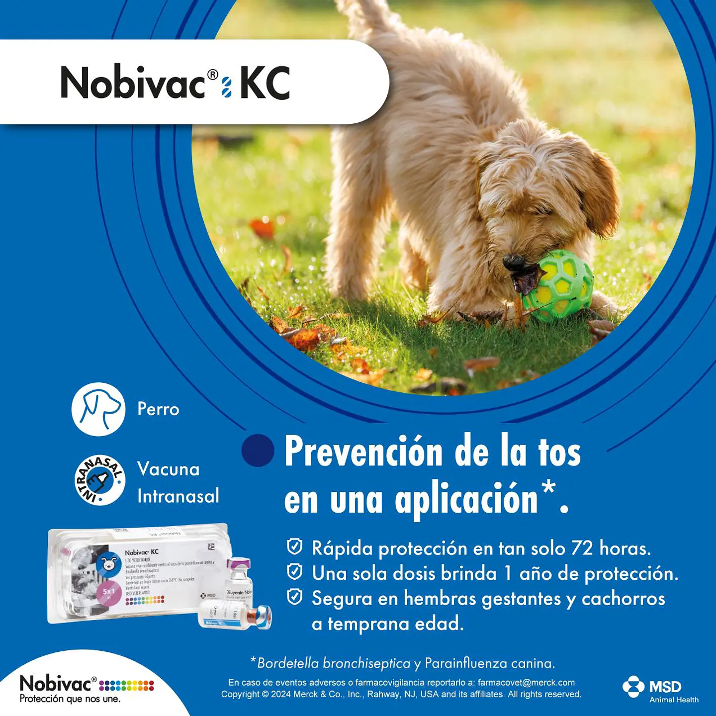 Vacuna canina Novibac KC (Bordetella) 1