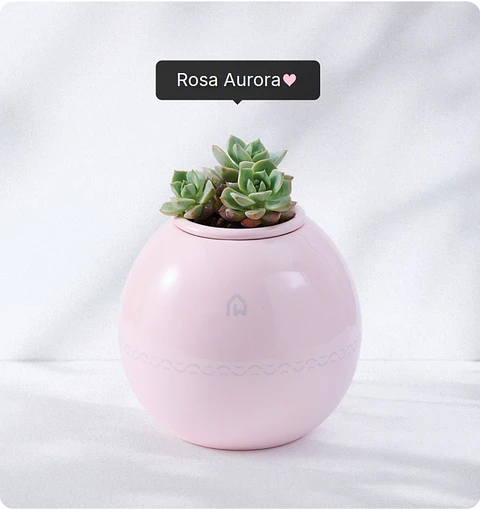 Servicio de cremación + Urna Esfera Plus (Recojo en Tienda)