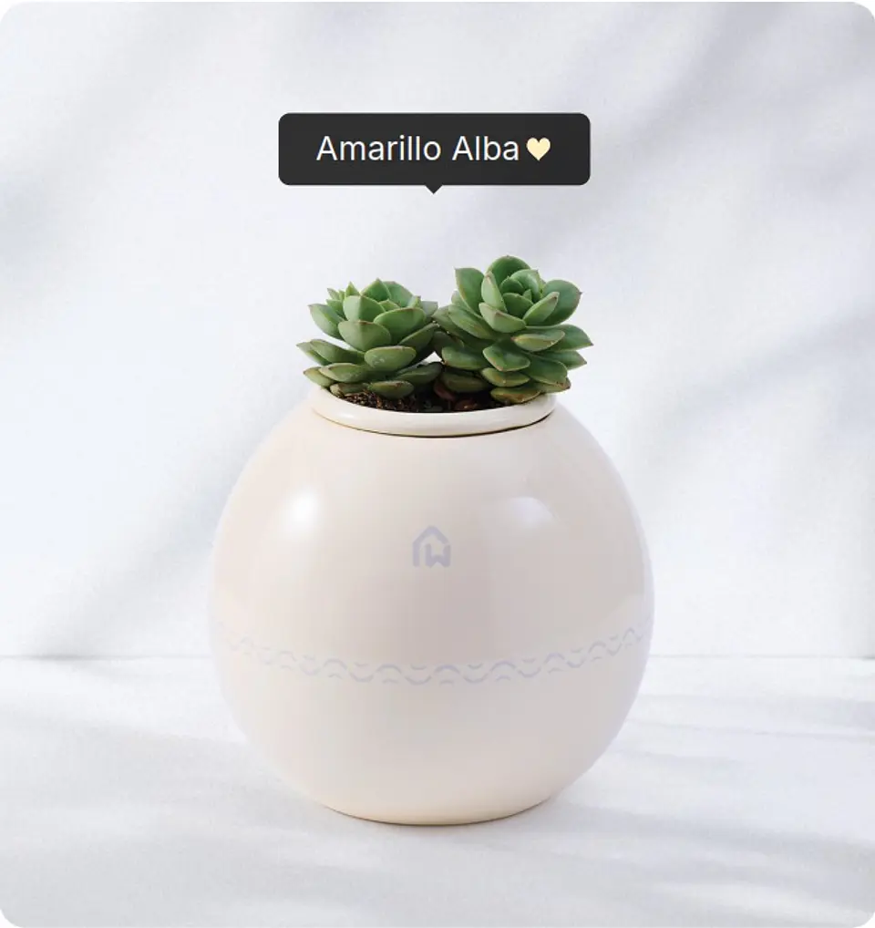 Servicio de cremación + Urna Esfera Plus (Recojo en Tienda) 4