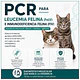 Felinos