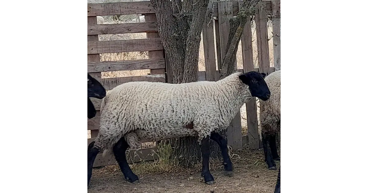 Suffolk Down Carnerillos Pura Raza