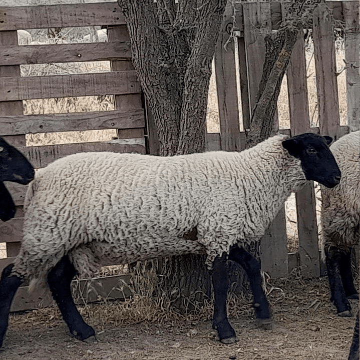 CRIANZA - Suffolk Down Carnerillos Pura Raza 1