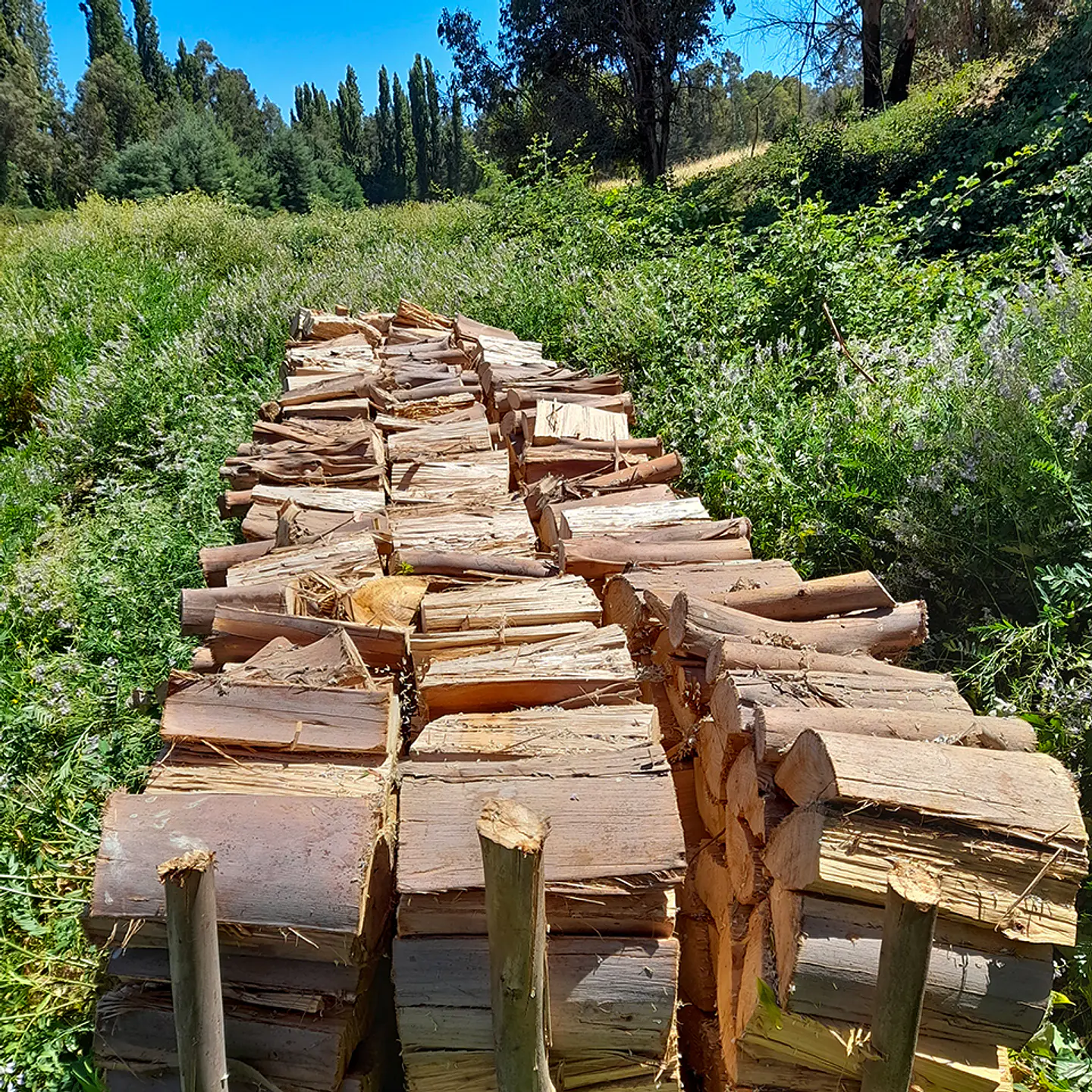 Eucalyptus Firewood per m³ 4