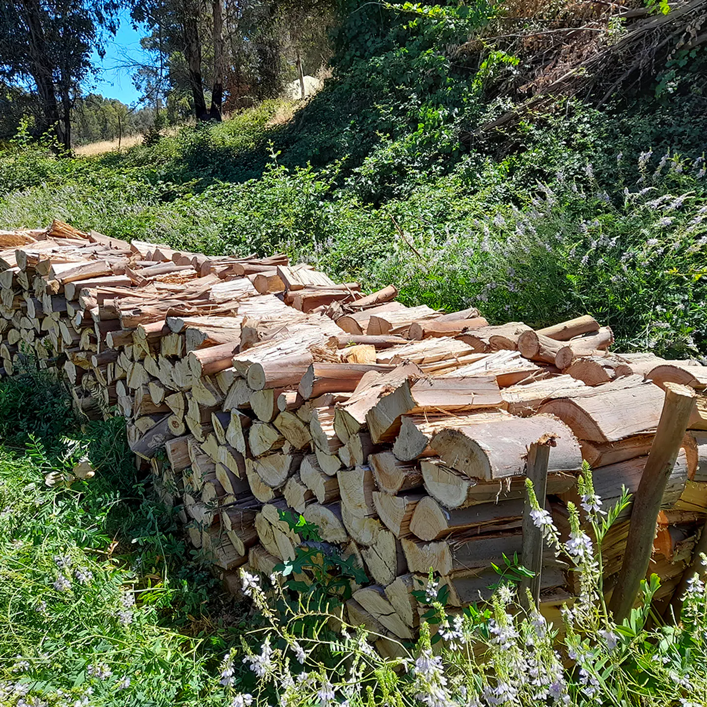 Eucalyptus Firewood per m³ 5