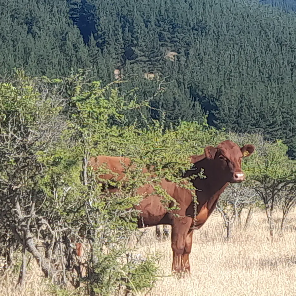 BREED - Red Angus Young Bulls and Steers 2