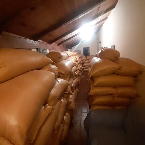 Avena Forrajera