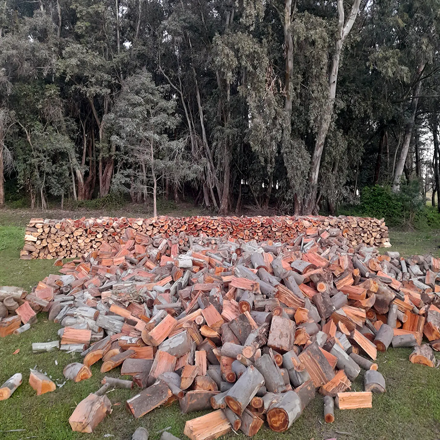Eucalyptus Firewood per m³ 7