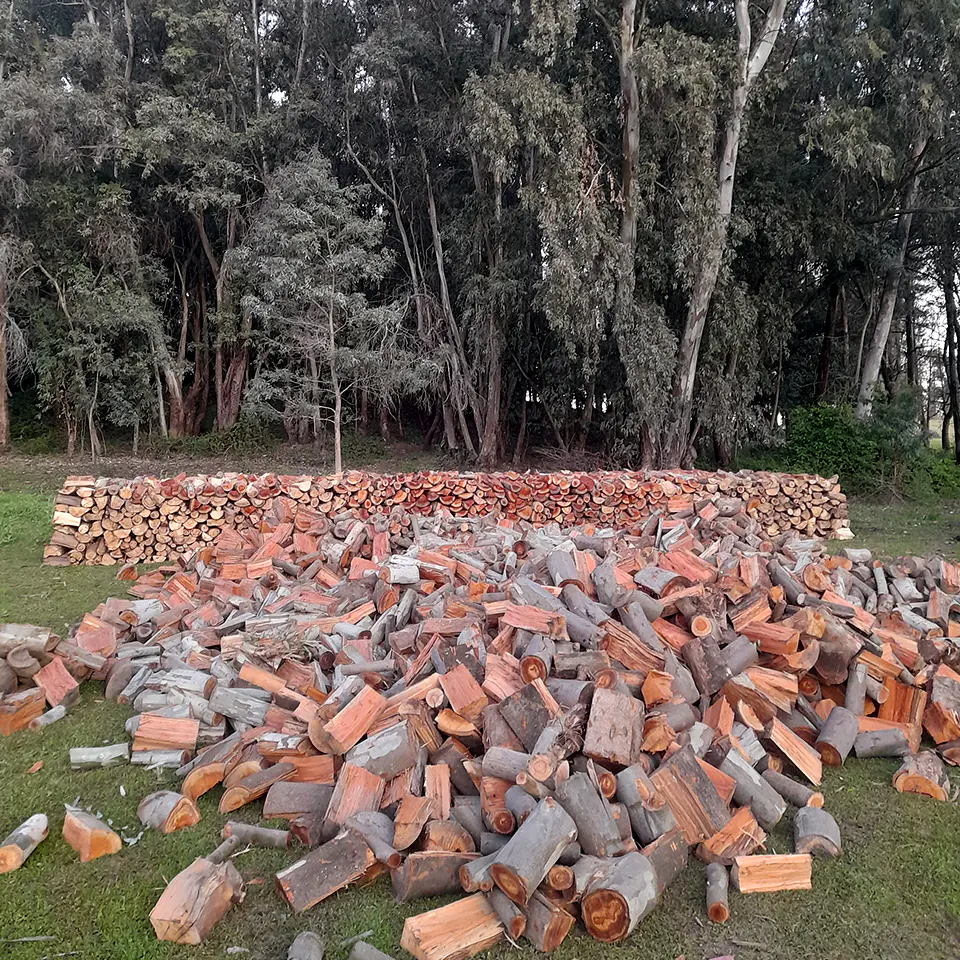 Eucalyptus Firewood per m³ 7