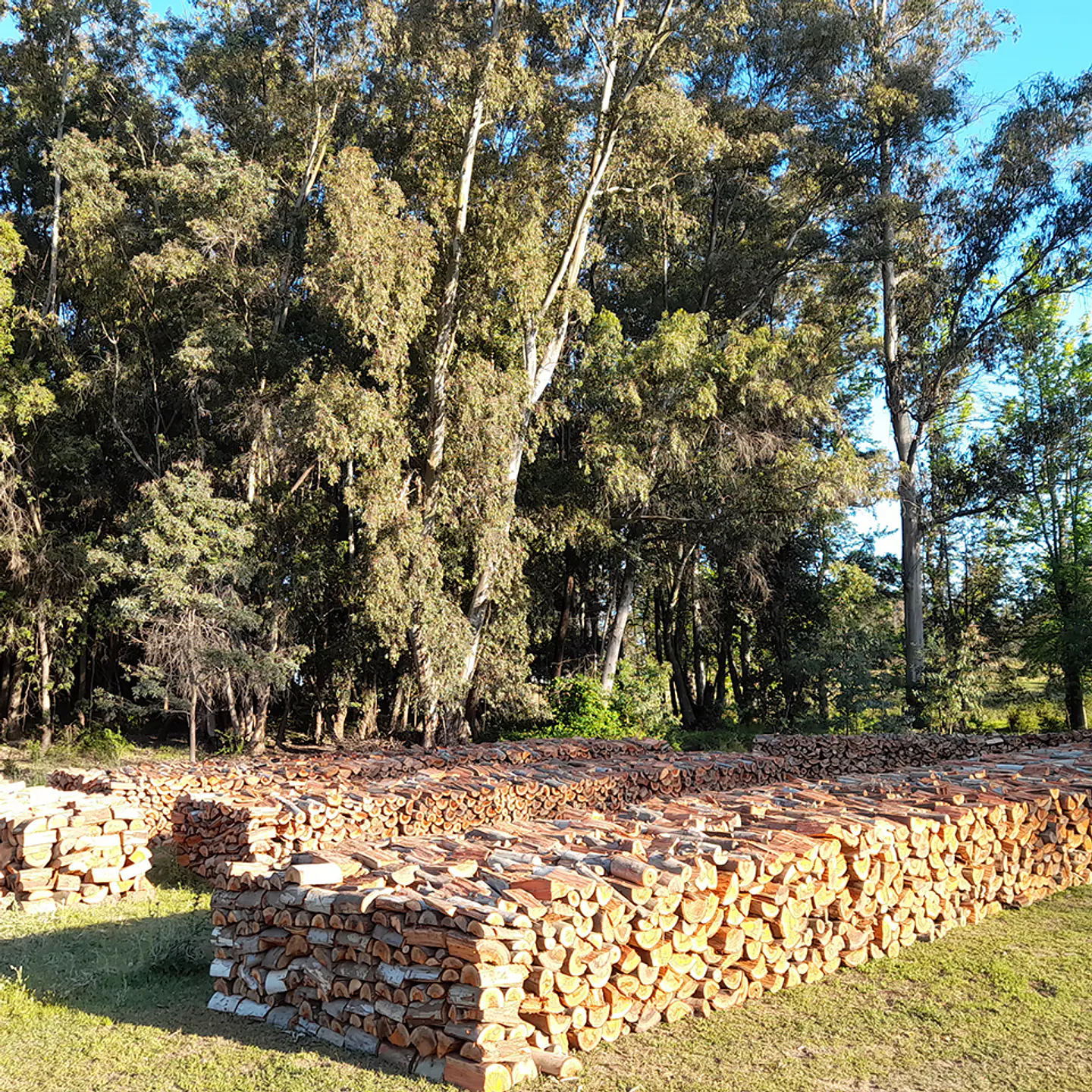 Eucalyptus Firewood per m³ 2