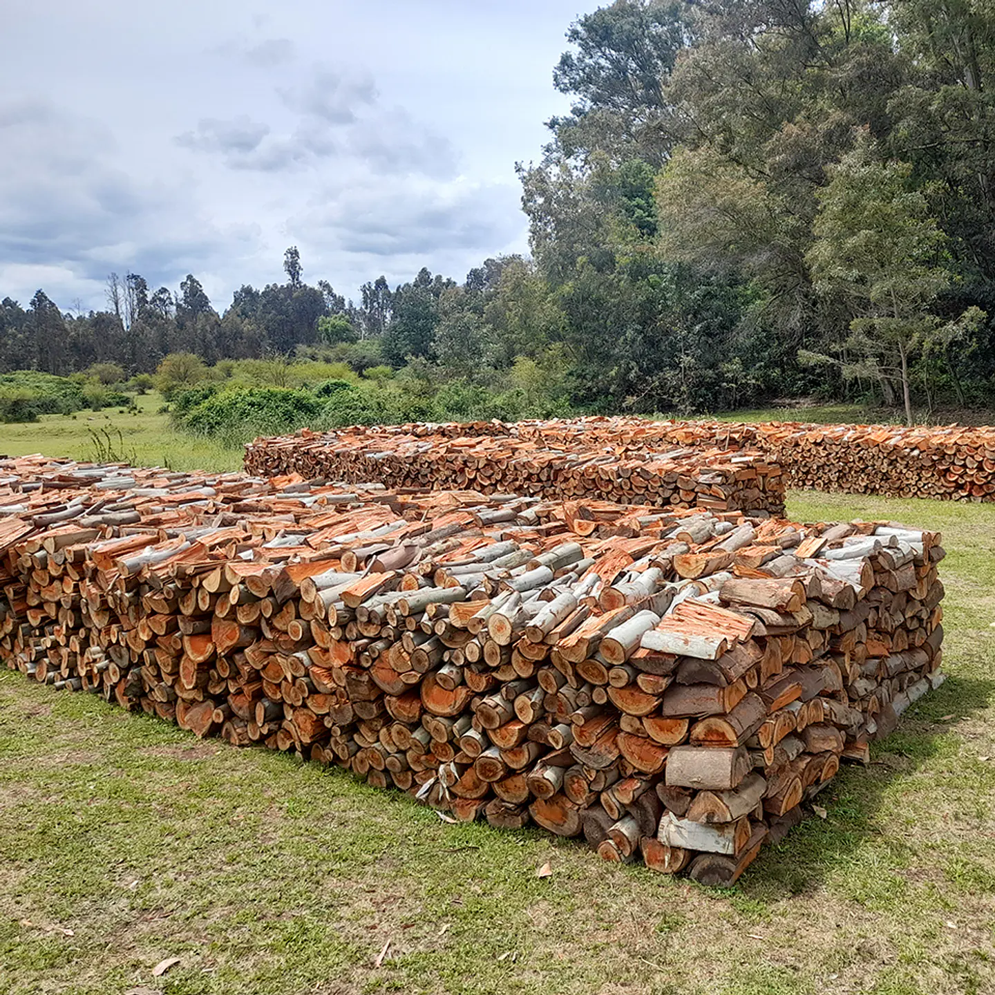 Eucalyptus Firewood per m³ 1