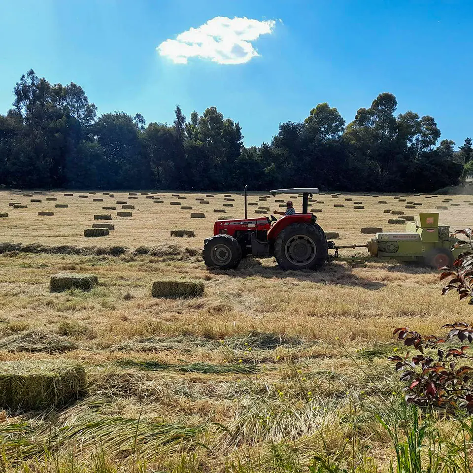Bales Variety 6