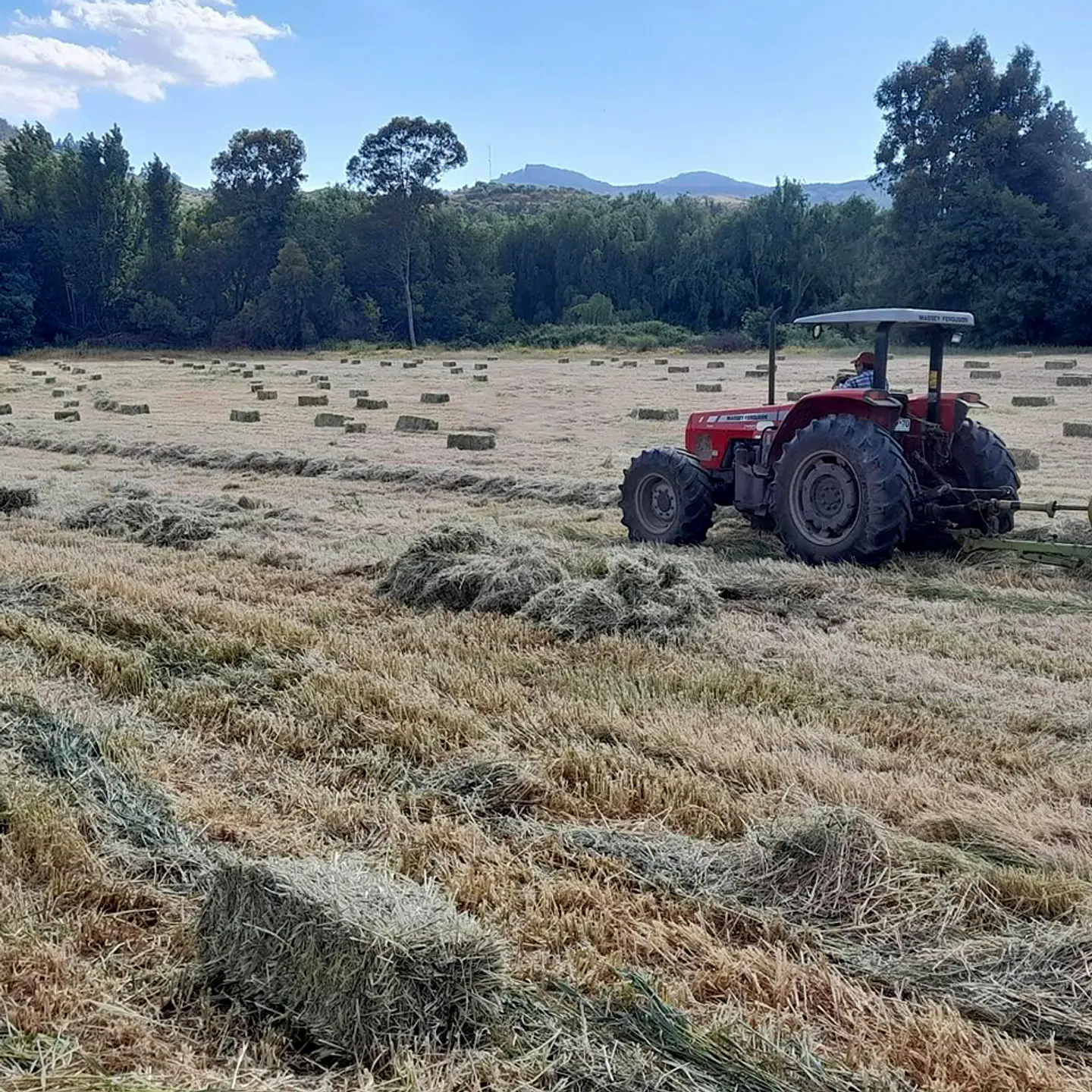 Bales Variety 4