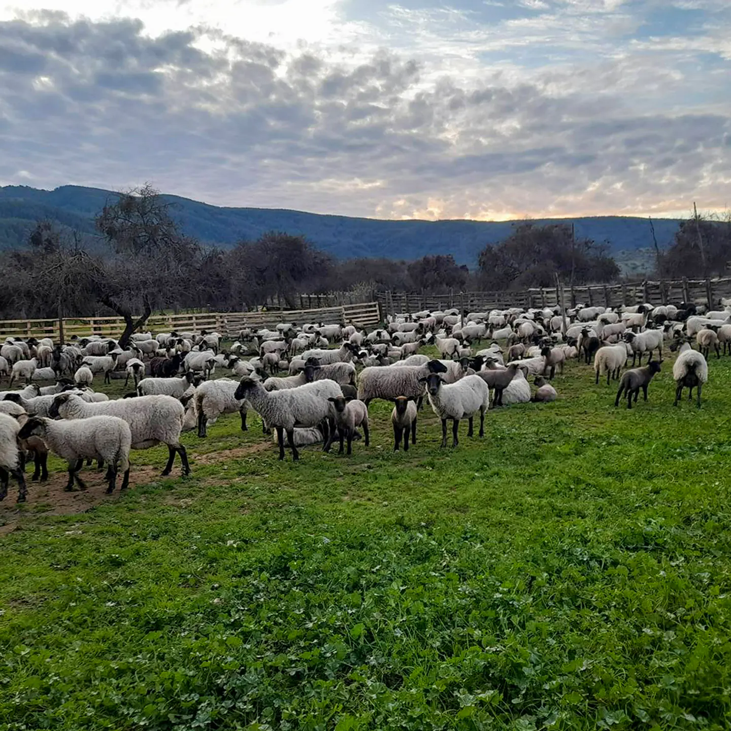CRIANZA - Suffolk Down Carnerillos Pura Raza 3