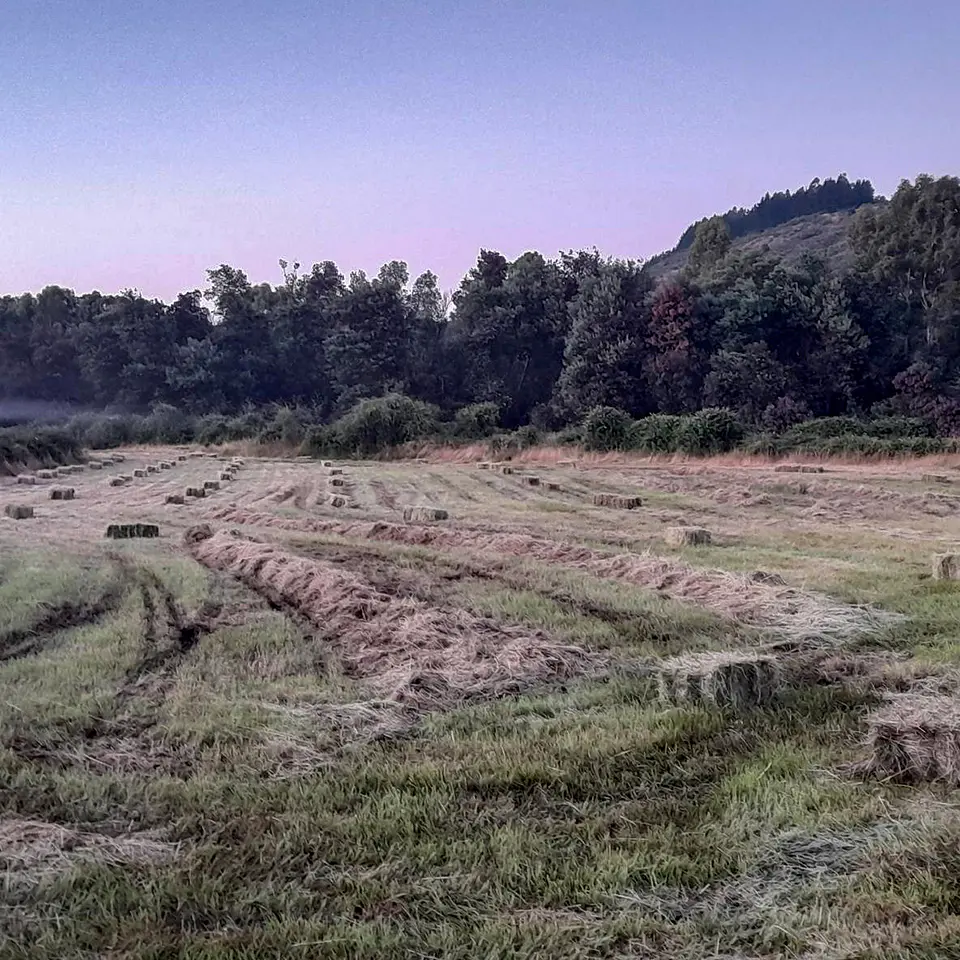 Bales Variety 7