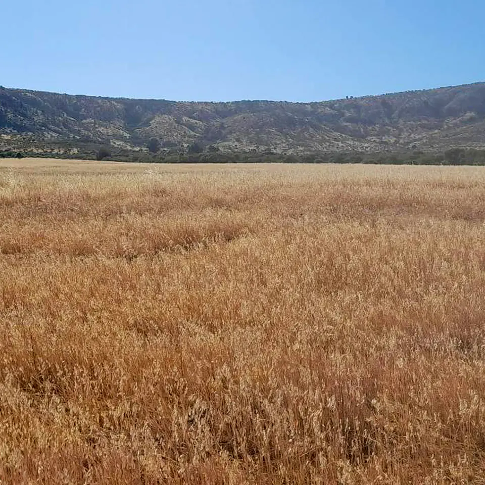 Bales Variety 10