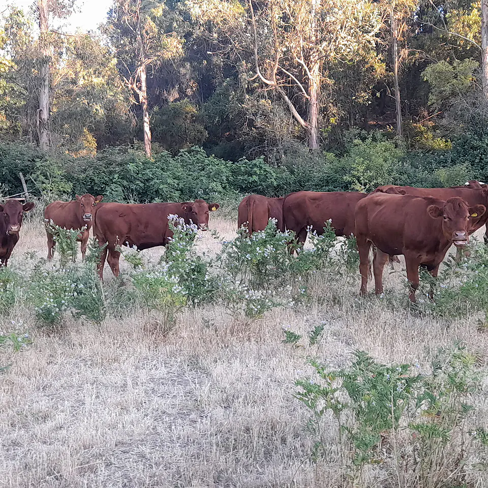 BREED - Red Angus Young Bulls and Steers 3