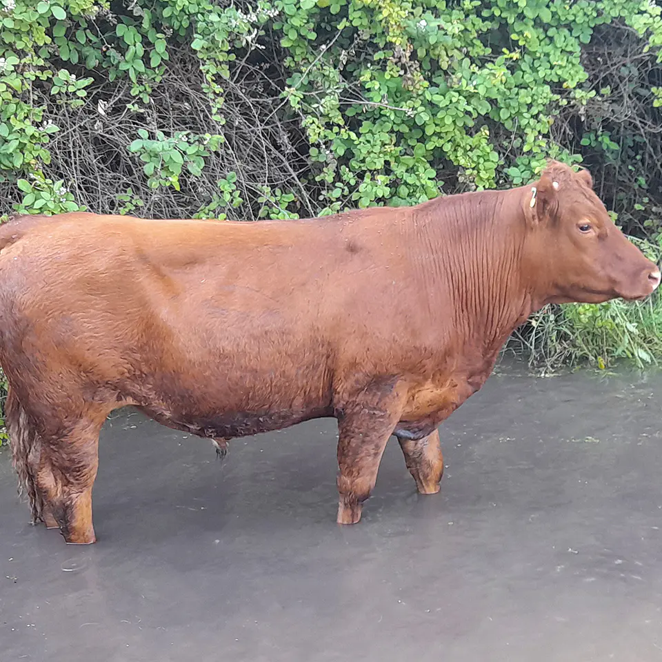 BREED - Red Angus Young Bulls and Steers 4
