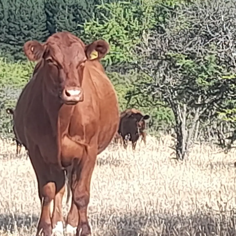 BREED - Red Angus Young Bulls and Steers 5