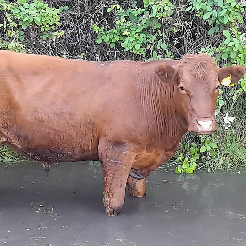 BREED - Red Angus Young Bulls and Steers 6
