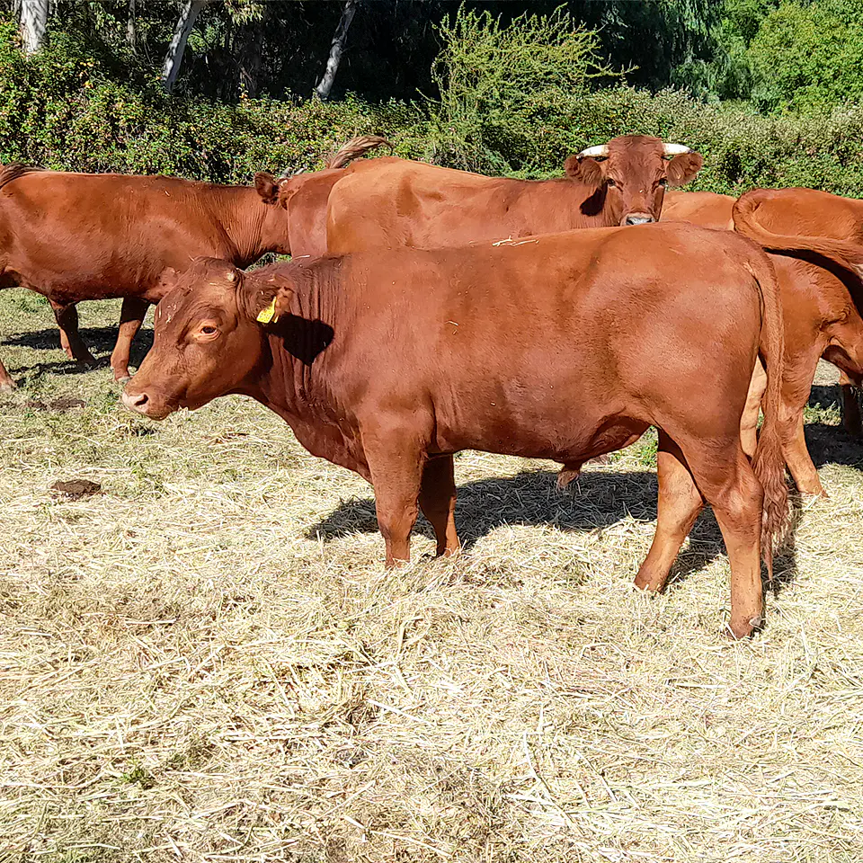 BREED - Red Angus Young Bulls and Steers 7