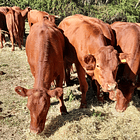 BREED - Red Angus Young Bulls and Steers 1