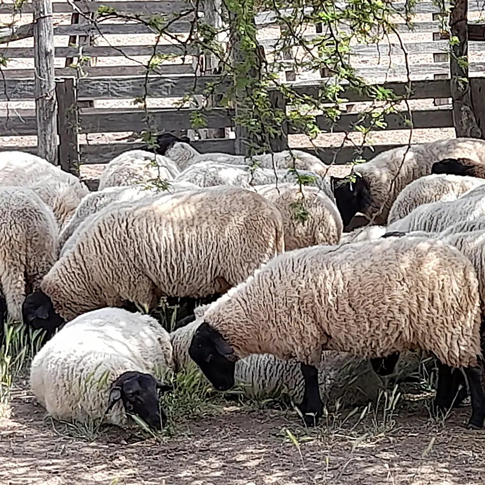 BREED - Purebred Suffolk Down Ewe Lambs 2