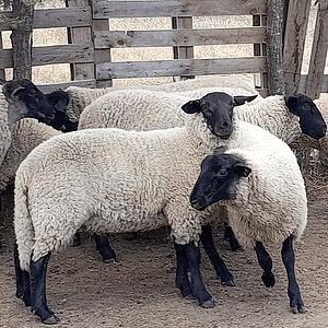 CRIANZA - Suffolk Down Borregas Pura Raza