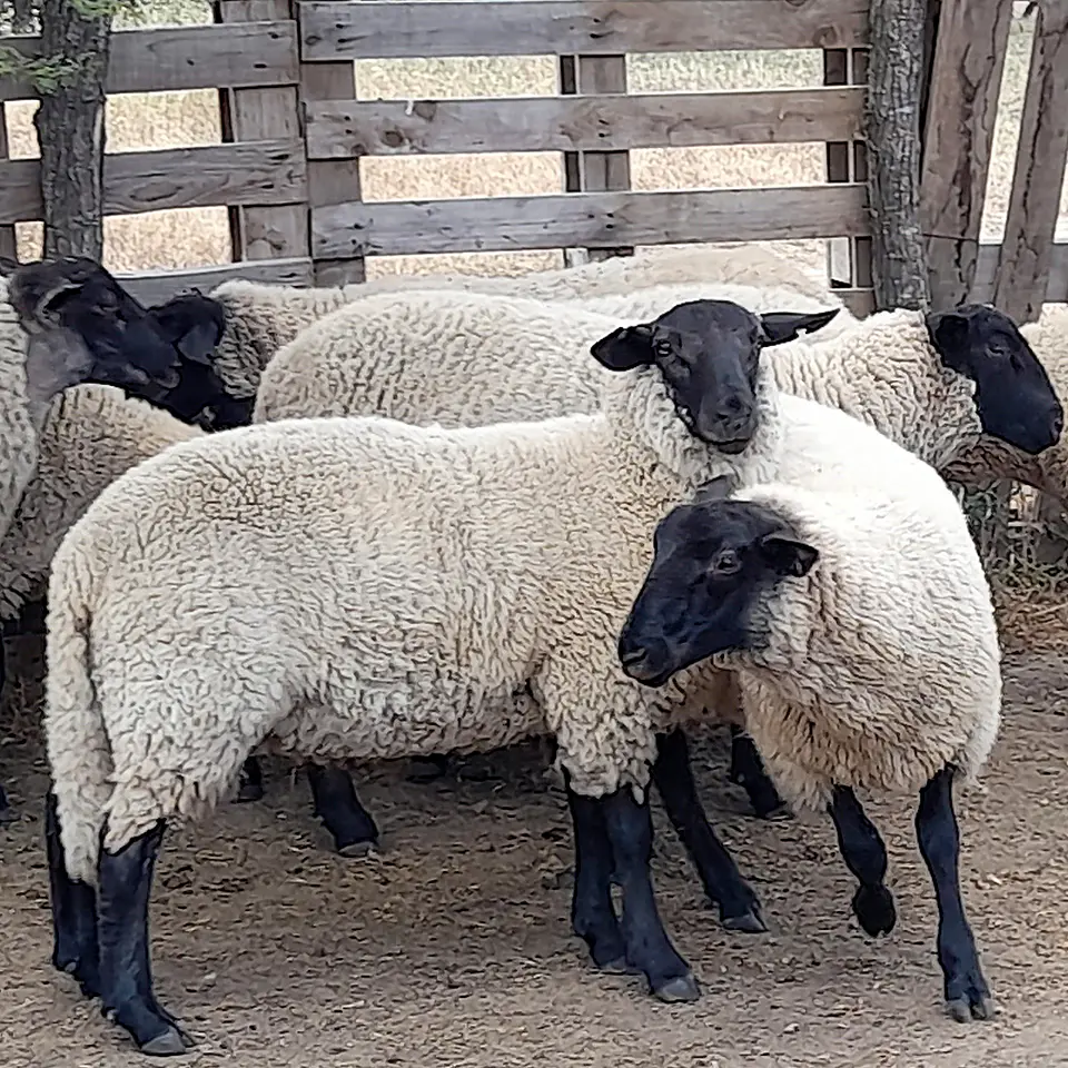 BREED - Purebred Suffolk Down Ewe Lambs 1