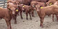 BREED - Red Angus Young Bulls and Steers - thumbnail 8