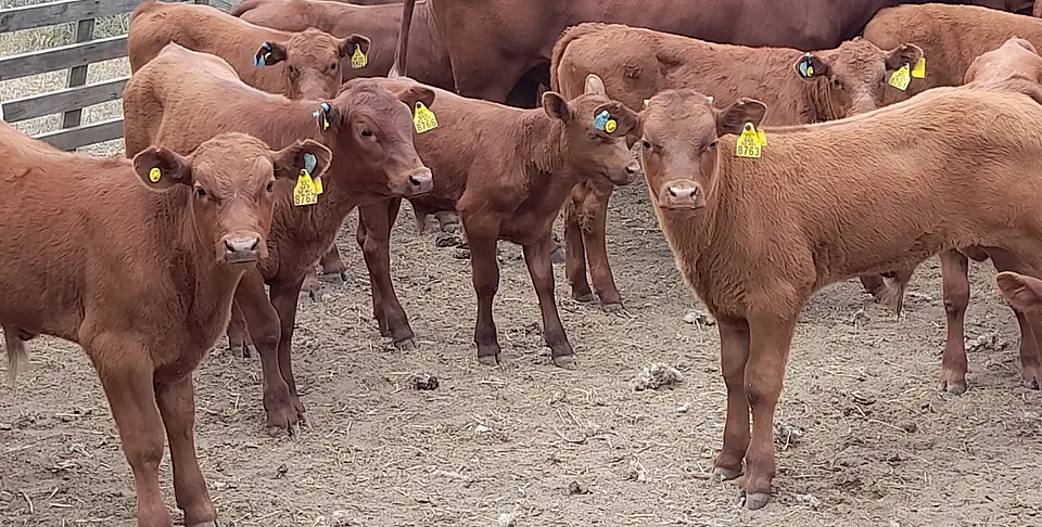 BREED - Red Angus Young Bulls and Steers 8