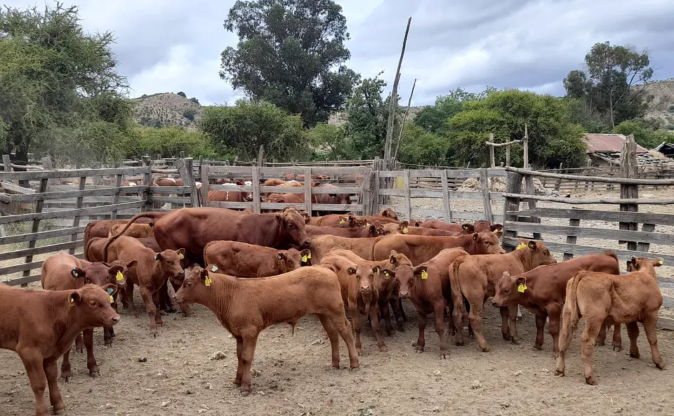 BREED - Red Angus Young Bulls and Steers 9