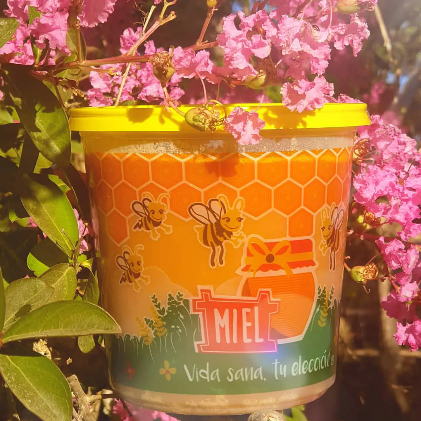 10 Potes de 1kg de Miel Multifloral en Envases de Plástico 1