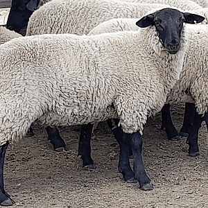 CRIANZA - Suffolk Down Corderos Lechones