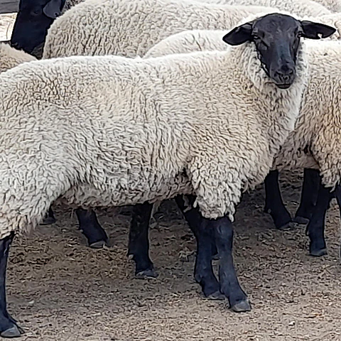 CRIANZA - Suffolk Down Corderos Lechones