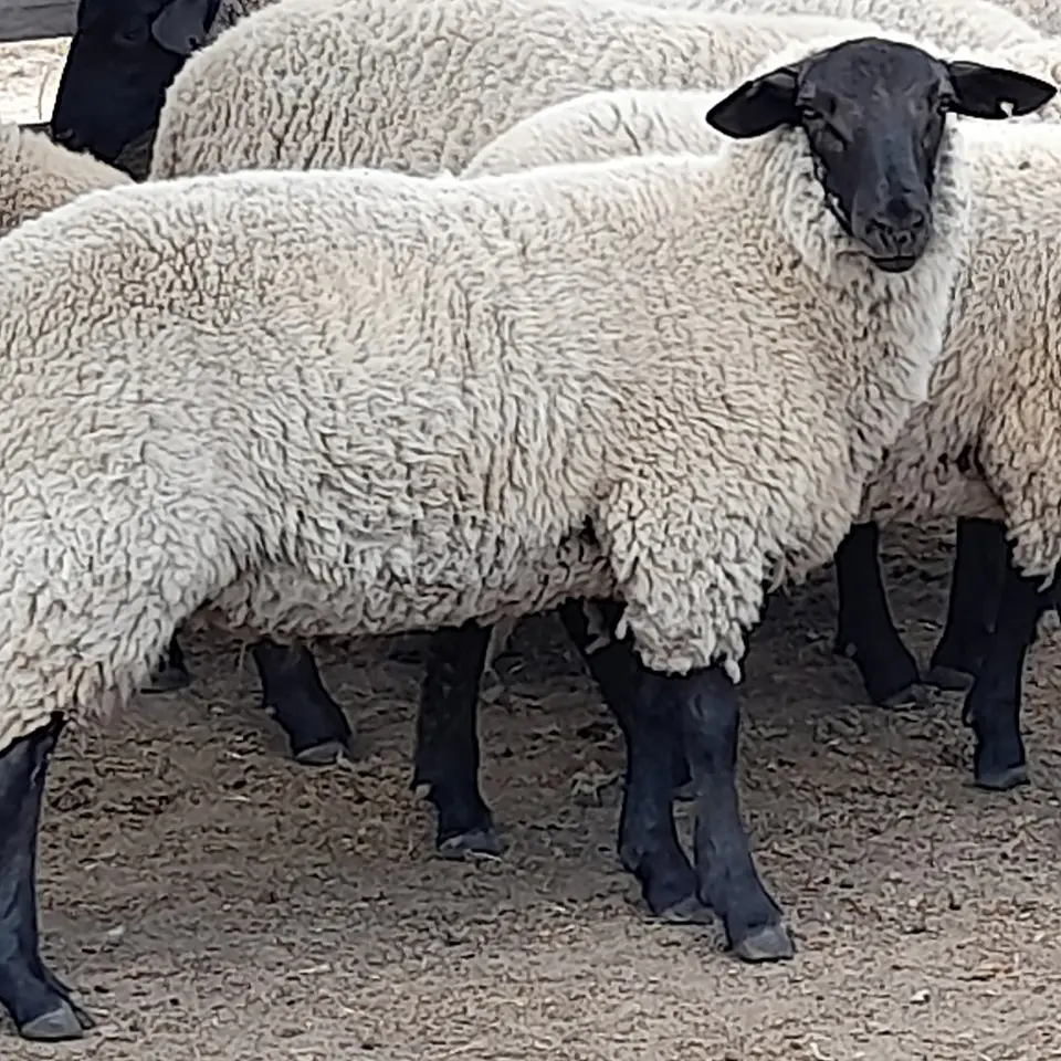 BREED - Purebred Suffolk Down Ewe Lambs 3