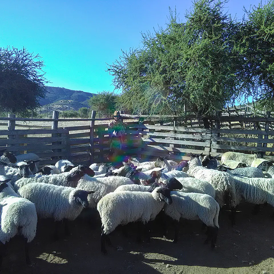 BREED - Purebred Suffolk Down Ewe Lambs 4