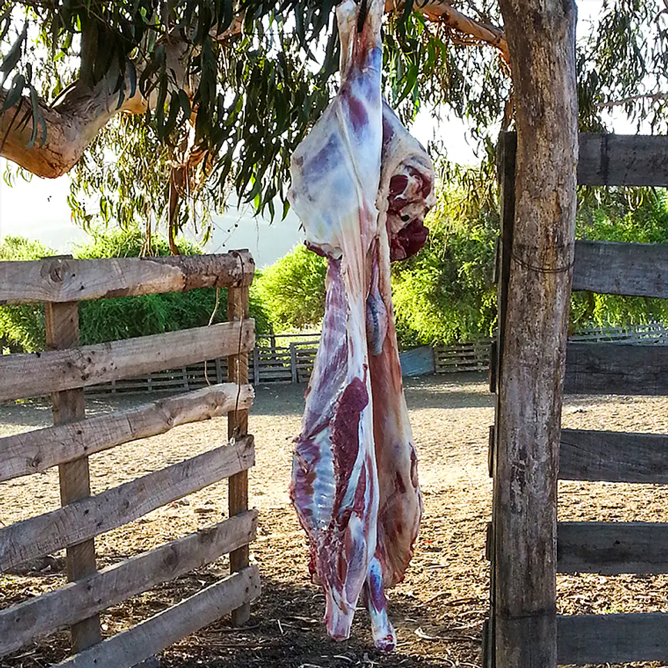 CRIANZA - Suffolk Down Corderos Lechones 9