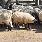 CRIANZA - Suffolk Down Corderos Lechones - Miniatura 6