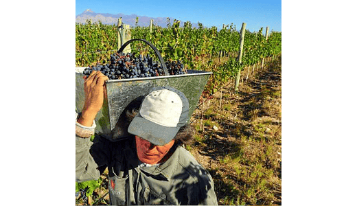 Vinos de Cosecha