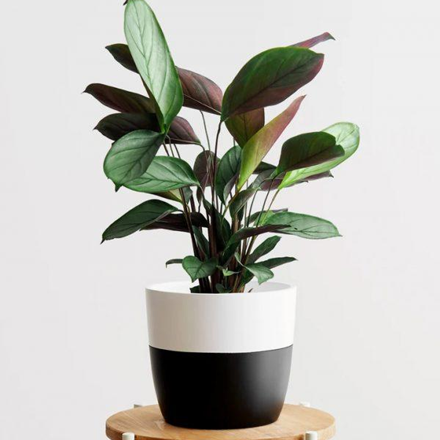 Grey Star Calathea 1