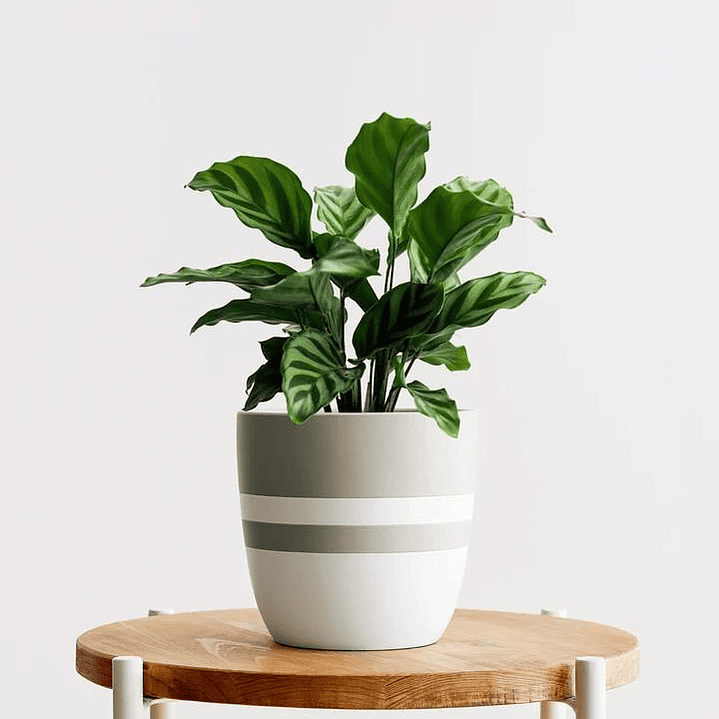 Freddie Calathea 4