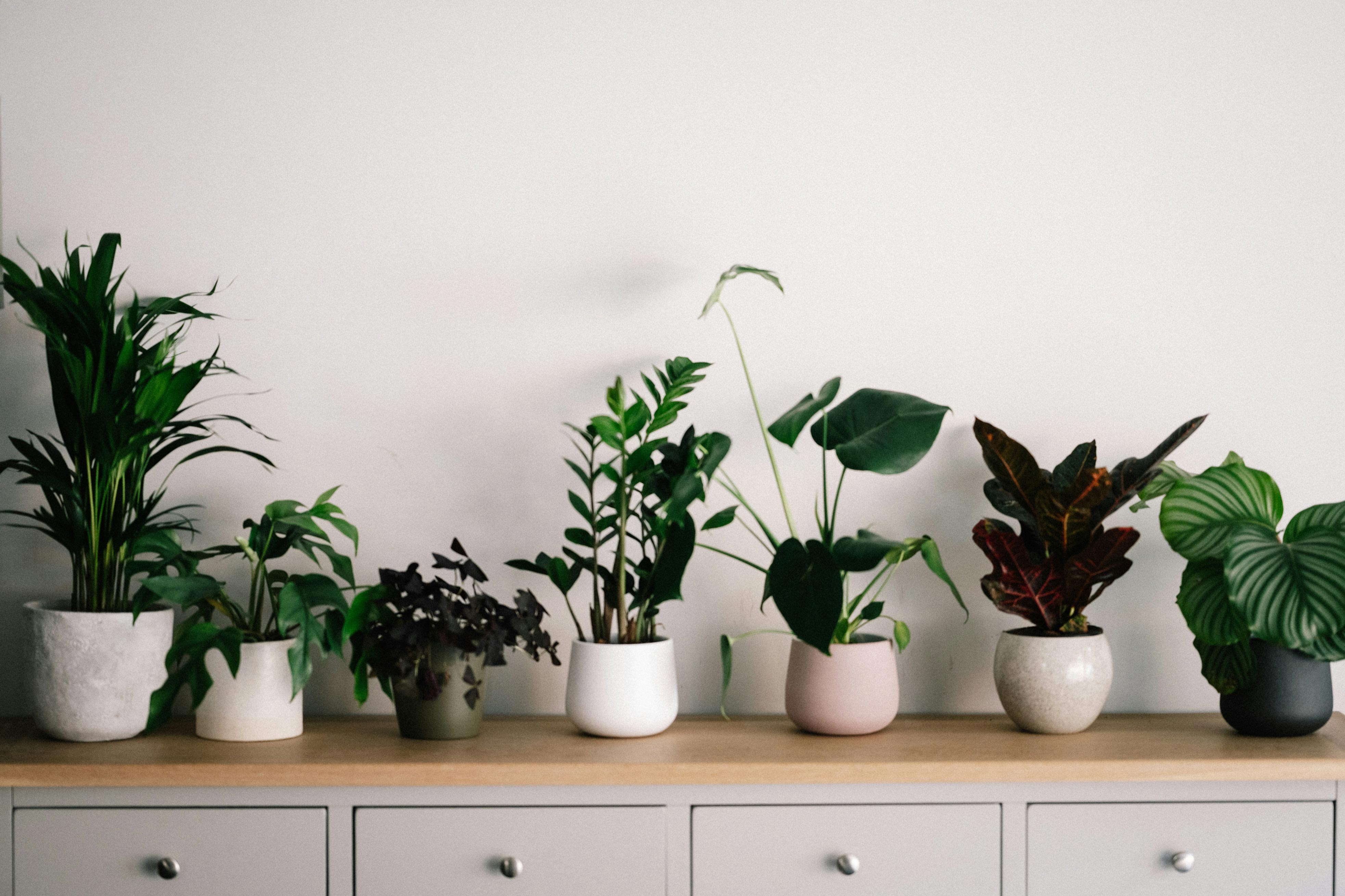 The Benefits of Growing Plants at Home