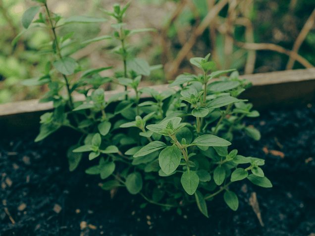 The Best Seeds for Starting Your Own Herb Garden