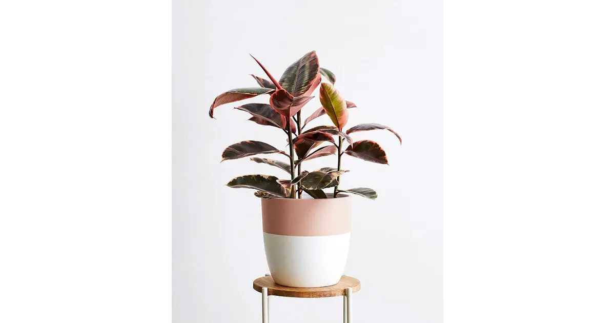 Ruby Rubber Tree