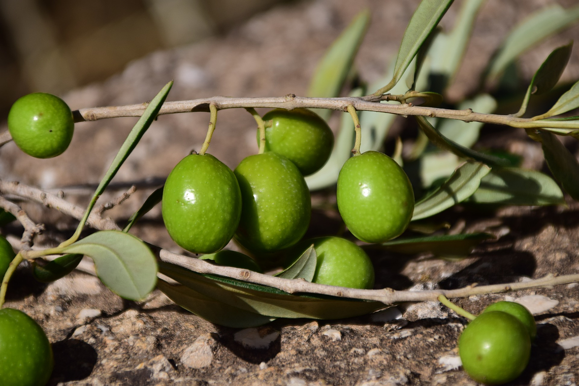 ACEITUNAS